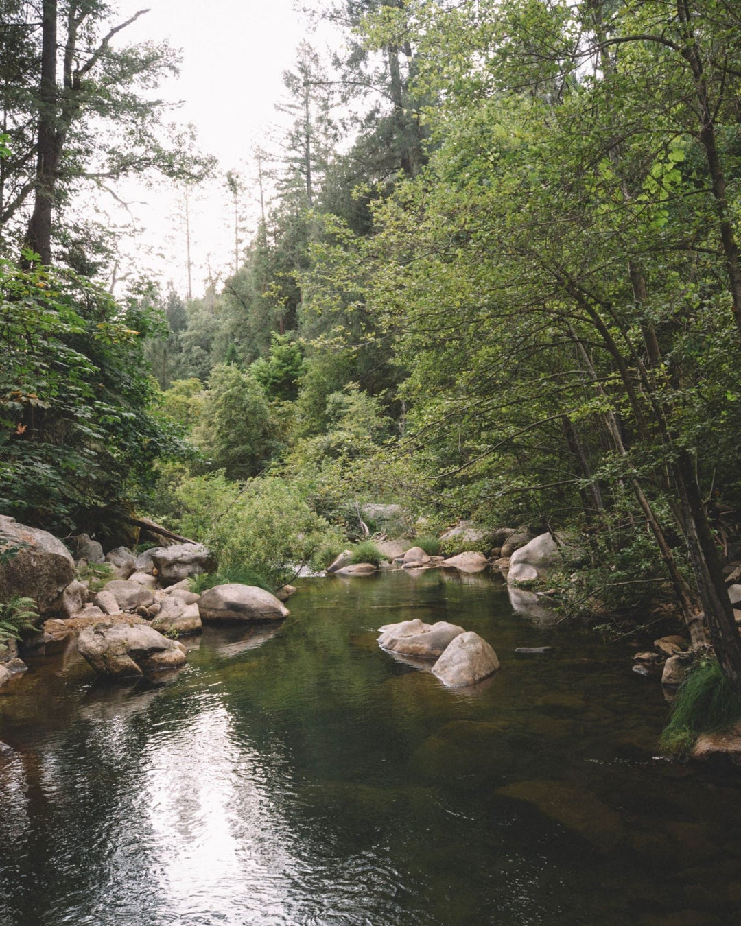 Cascade Forest Essential Oil