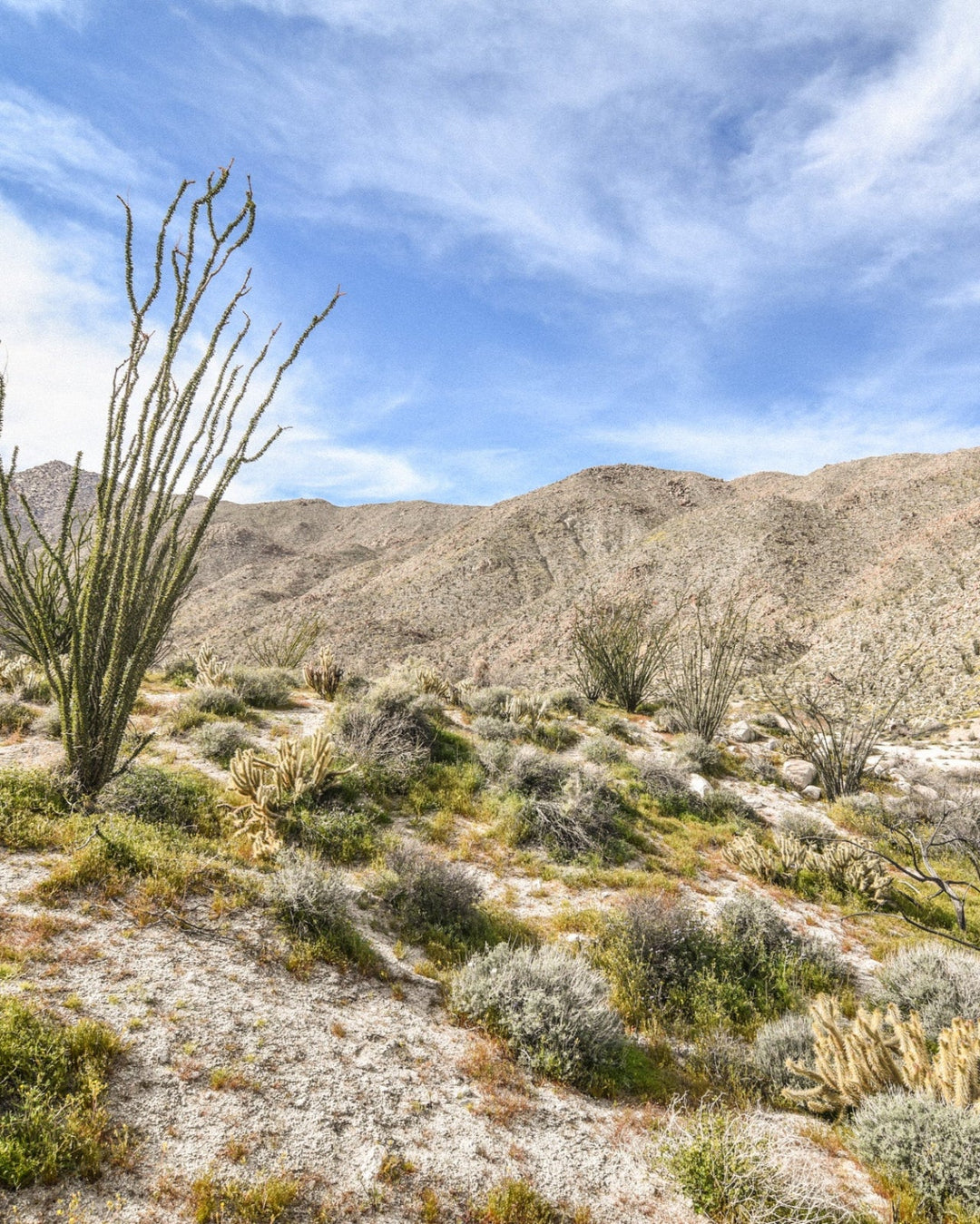 White Sage Essential Oil Candle
