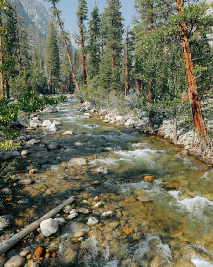 Sierra Forest Bar Soap