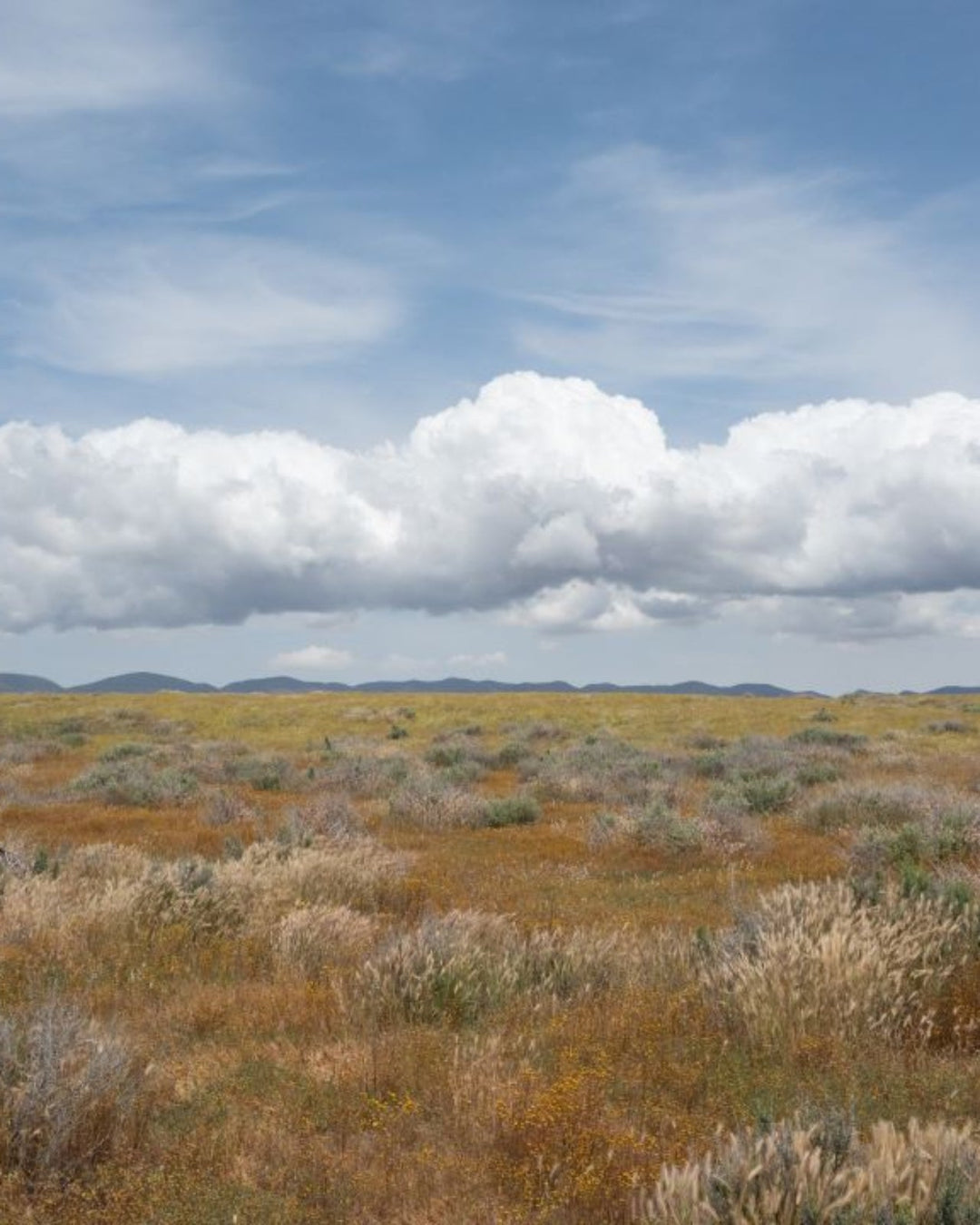 Desert Cedar Room Spray