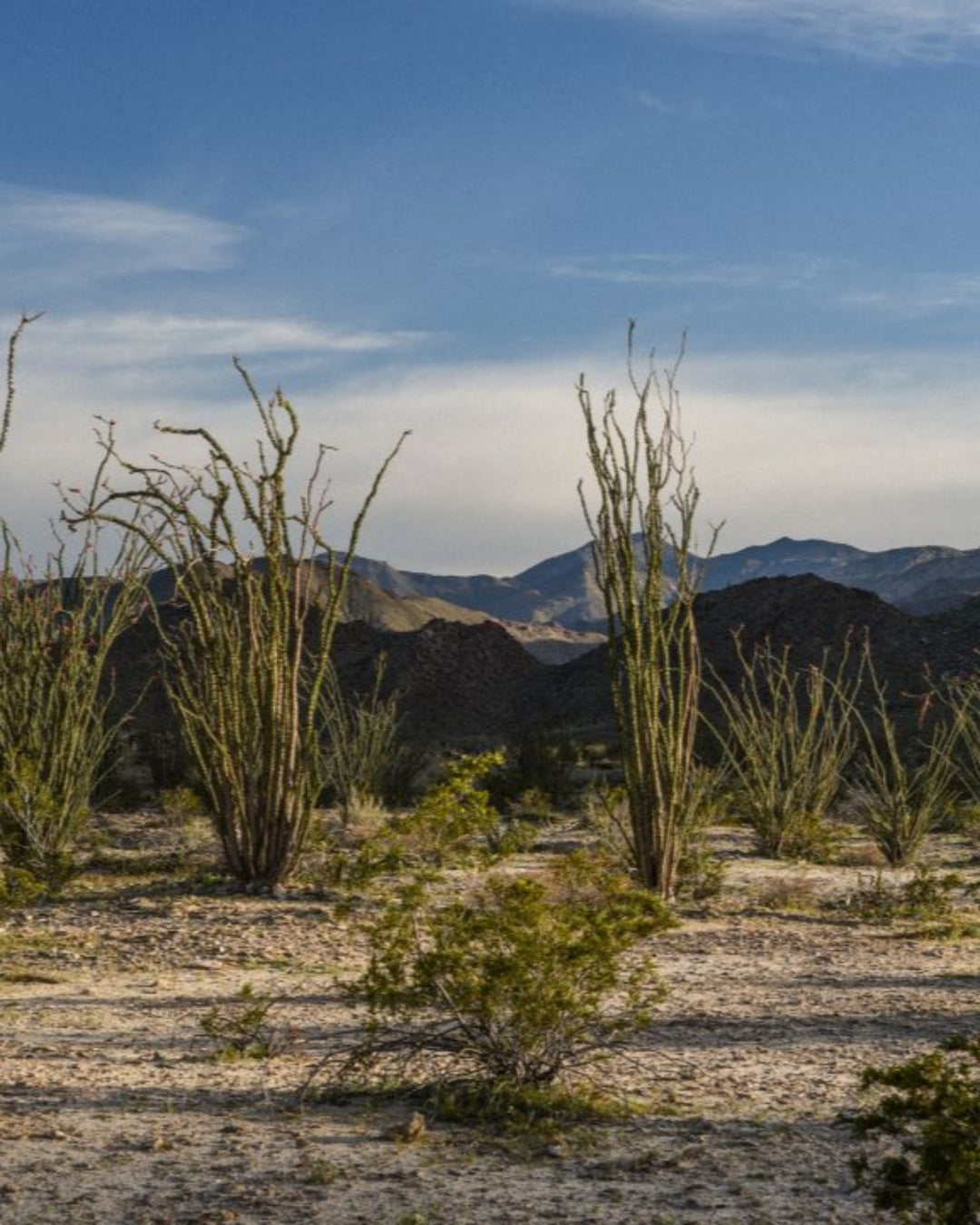 Desert Cedar Body Wash