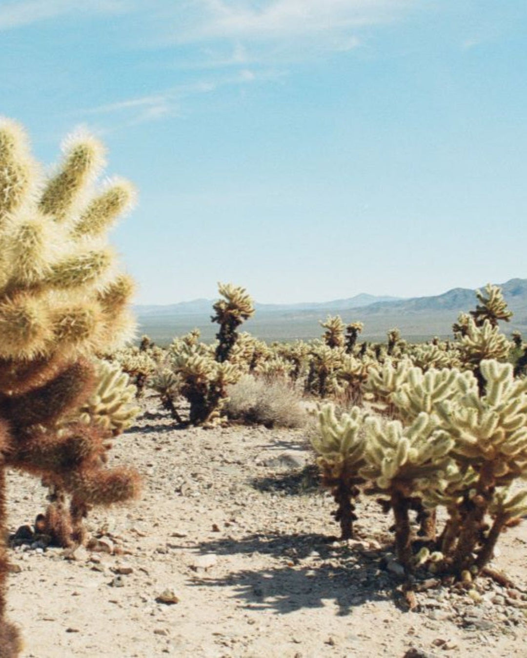 Desert Cedar Essential Oil