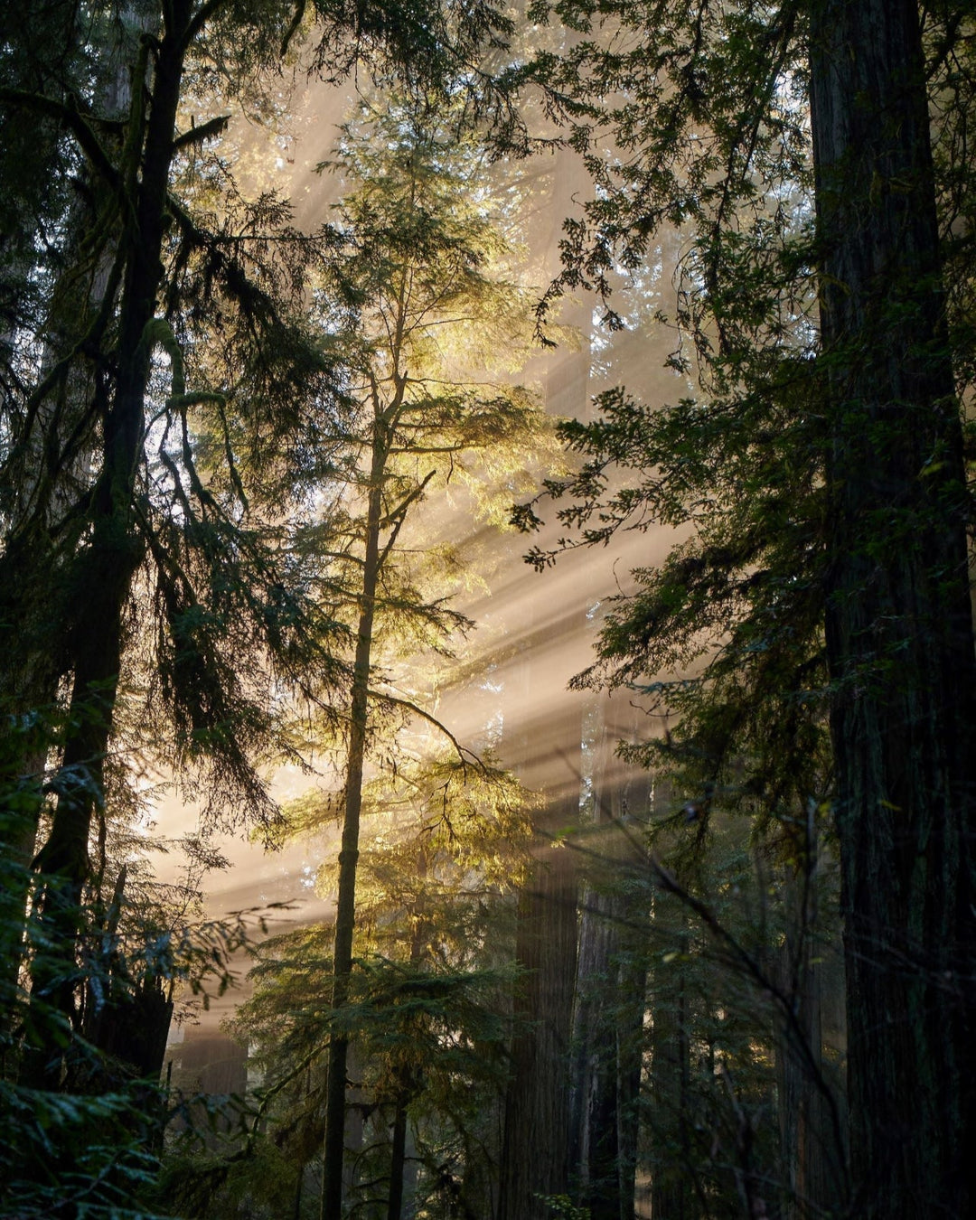 Redwood Mist Bar Soap 3-Pack