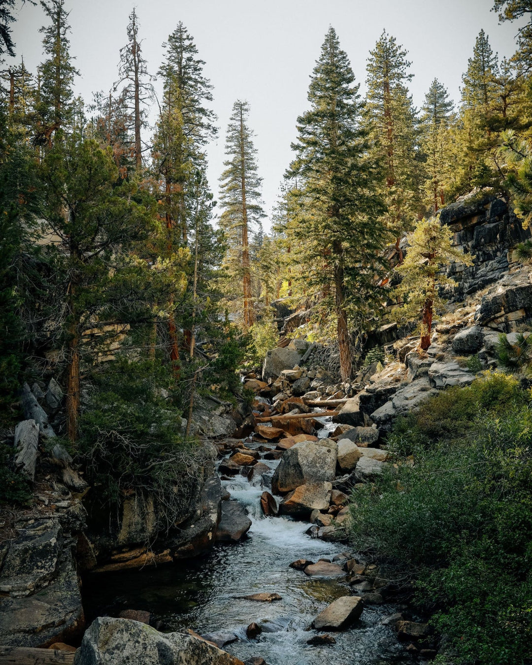 Sierra Forest Essential Oil Candle