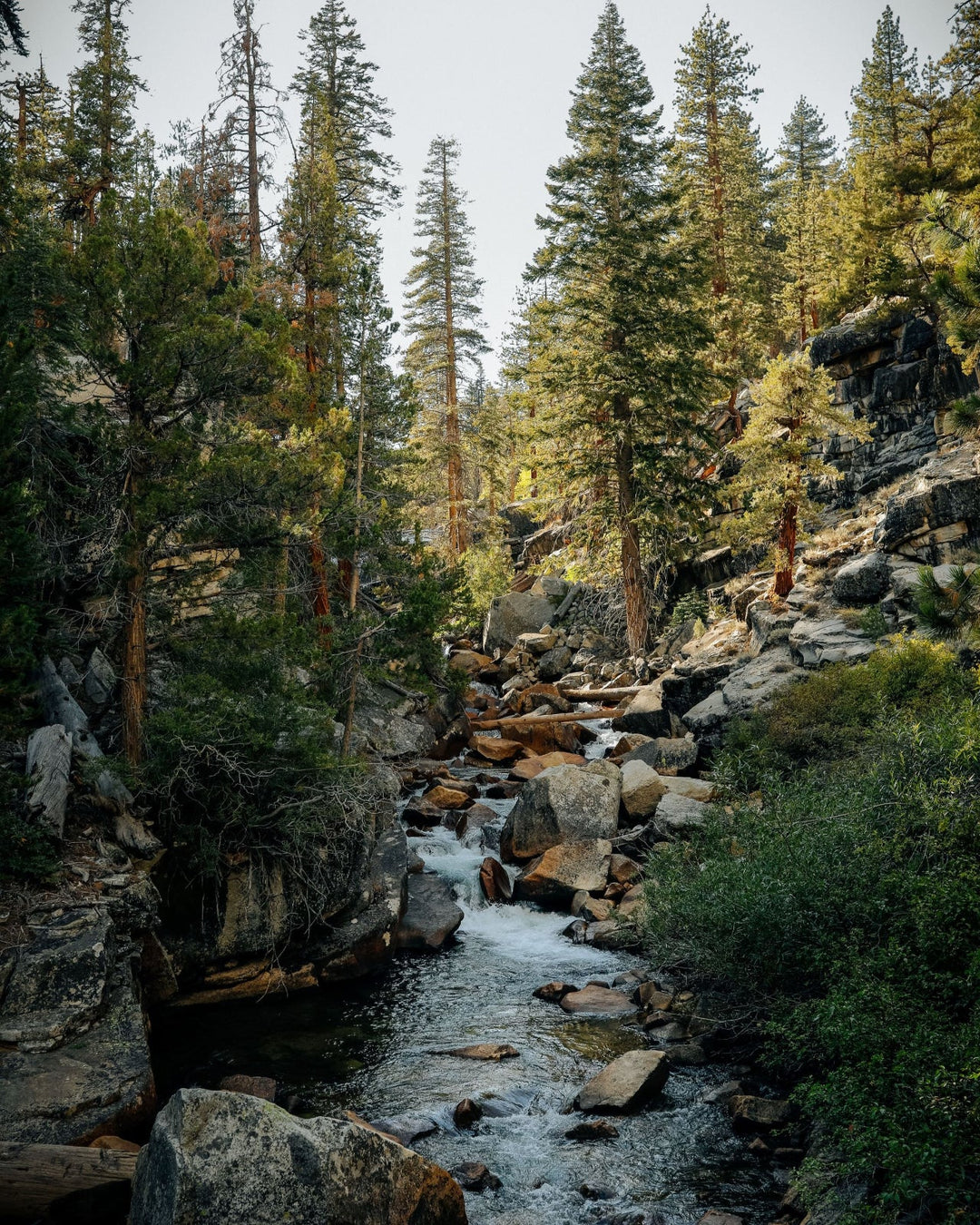 Sierra Forest Essential Oil