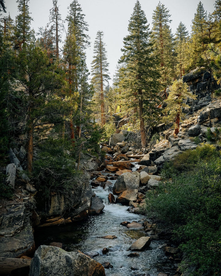 Sierra Forest Essential Oil