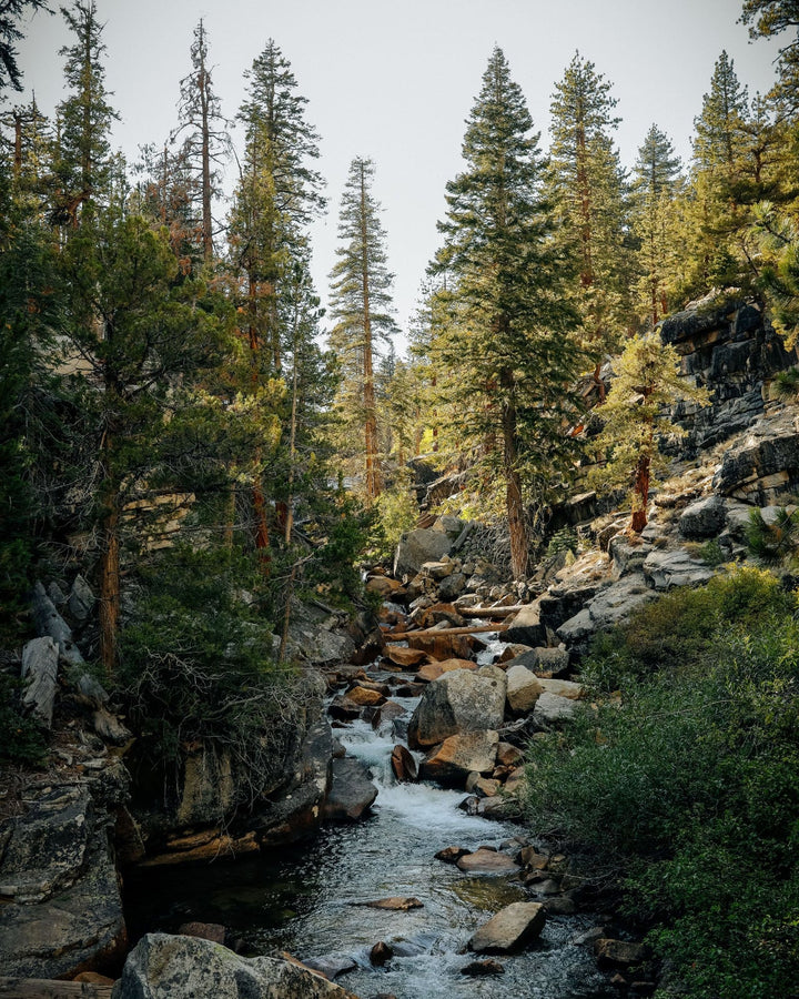 Cascade Forest Essential Oil Candle